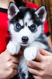 roztomil sibisk husky. .