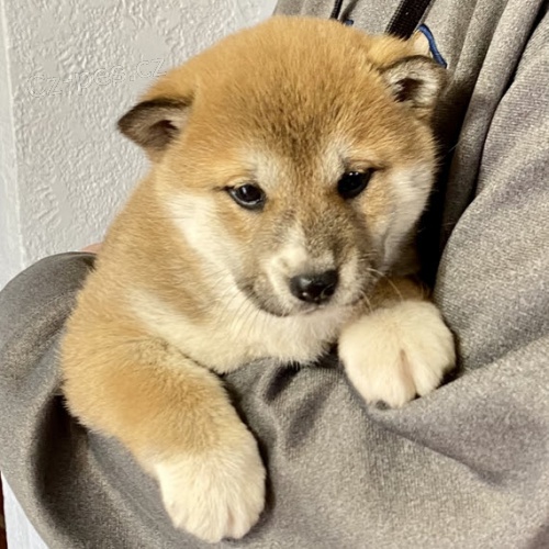 tata shiba inu na prodej