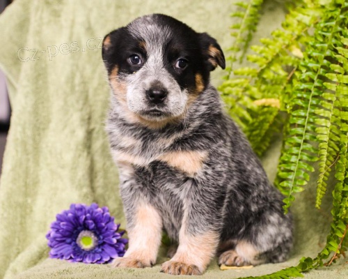 Samci a samice tat australskho Cattle Dog