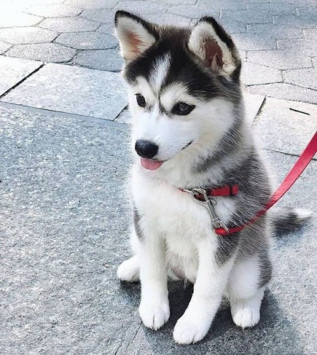 sibisk husky. .