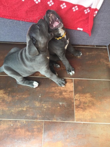 dispozici tata cane corso italiano