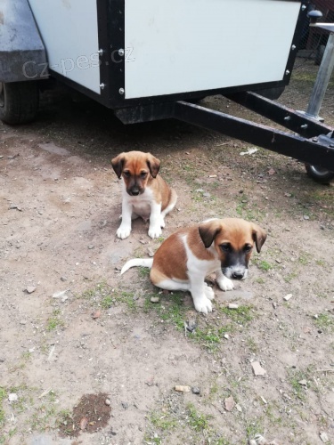 2 hrav tata Fox Terrier