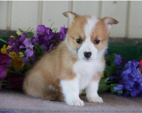 tata Welsh Corgi Pembroke jsou pipravena k adopci