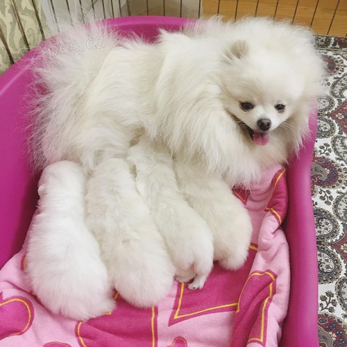 Pomeranian tata k adopci