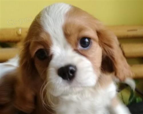 Cavalier king tata k adopci