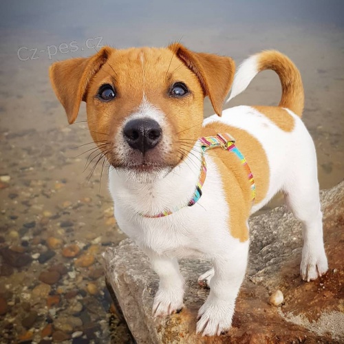 tata Jack Russell terira k adopci