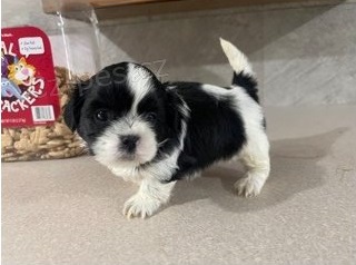 tata shih tzu