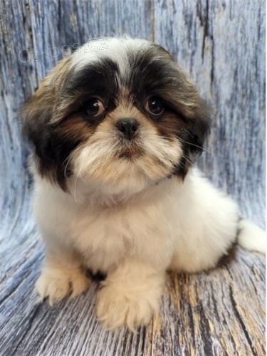 tata shih tzu