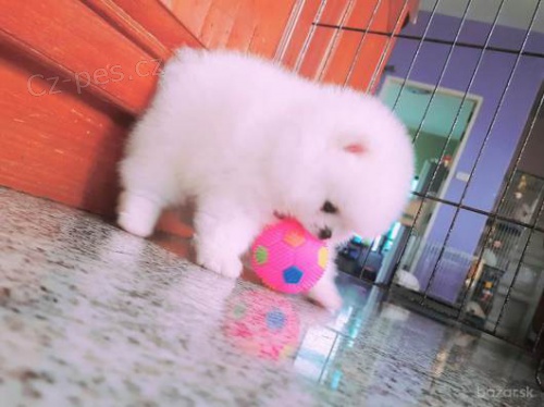 Mini pomeranian bez PP