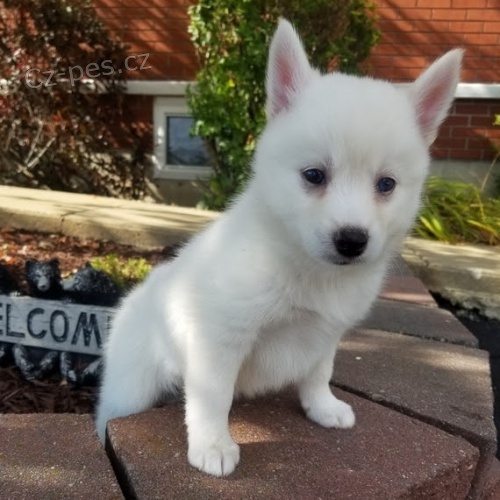 Krsn akita inu drek k adopci zdarma