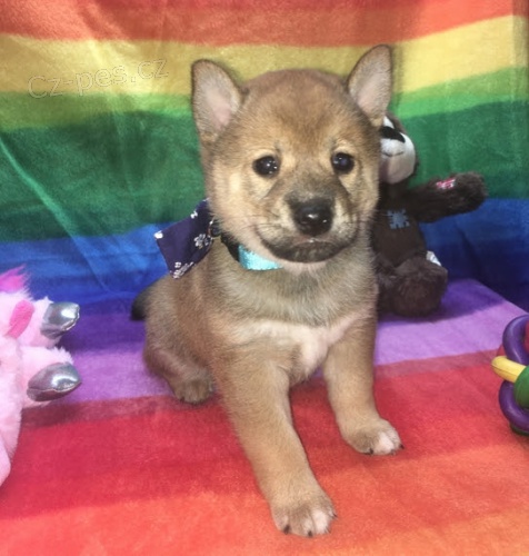 tata shiba inu na prodej