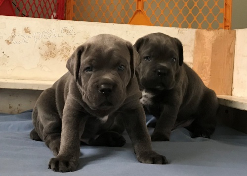 krsn tata cane corso na prodej.