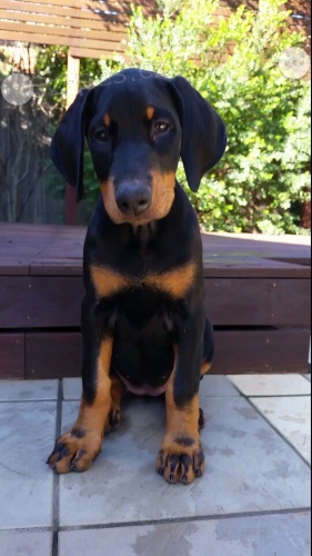 velkolep doberman._