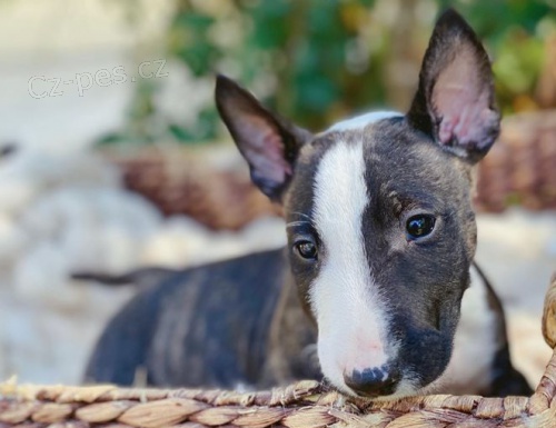 tata Bull Terrier a k adopci