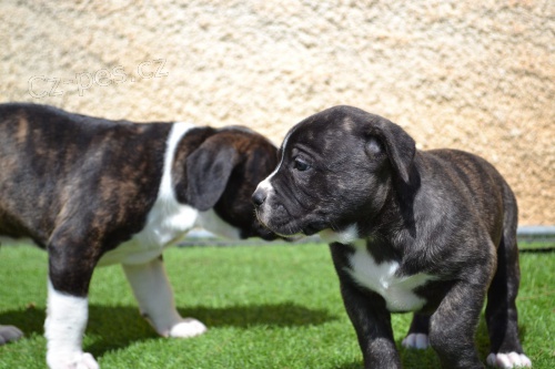 dispozici tata cane corso italiano