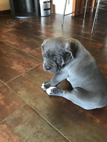 k dispozici tata cane corso italiano