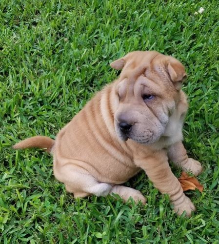 Shar Pei tata k dispozici