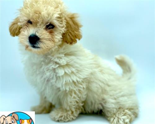 MALTIPOO PRO PIJET