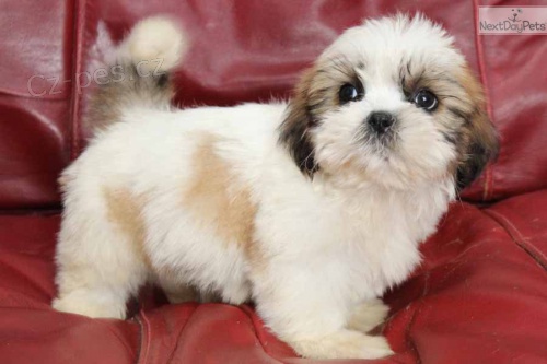 lika tat shih tzu,