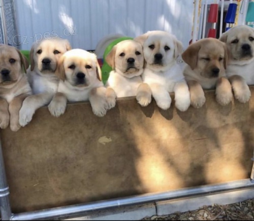 samci a samice tata labradora jsou k dispozici k adopci do dobrch domov. Tato tata maj 12 tdn, jsou v pohod s dtmi a jinmi domcmi mazlky a jsou aktuln na vech zbrech.