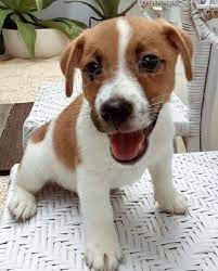 NEUVITELNOST JACK RUSSELL