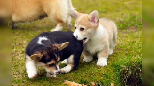 tata Pembroke Welsh Corgi