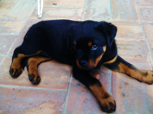 K DISPOZICI ROTTWEILER PES A FENA TENAT K ADOPCI