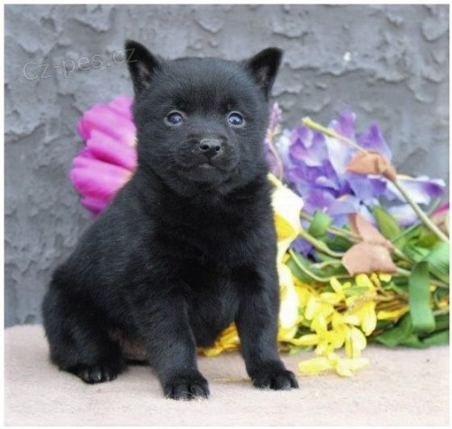 Rozkon ttka Schipperke