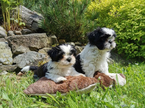 ttka shih-tzu s PP- Nabdka