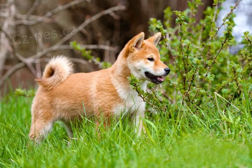 Shiba inu