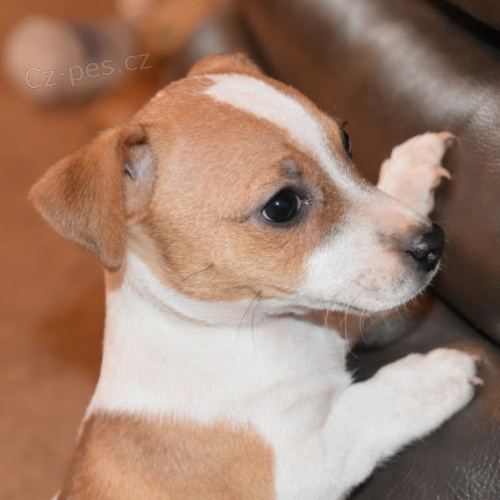 zskejte asn a zdrav tata jack russell na prodej.