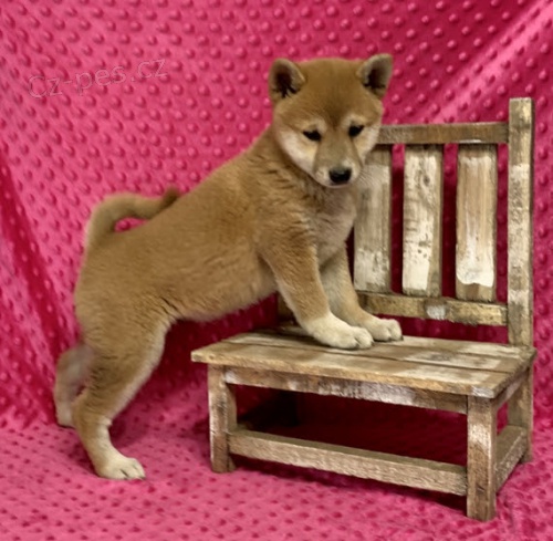 tata shiba inu