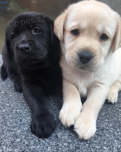 Rozkon istokrevn tata labradorskho retrvra