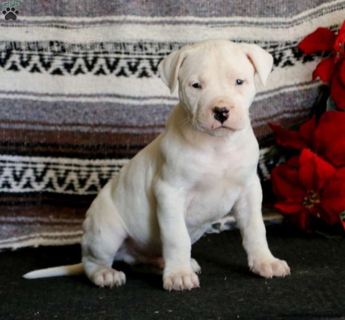 zdrav tn dogo argentino