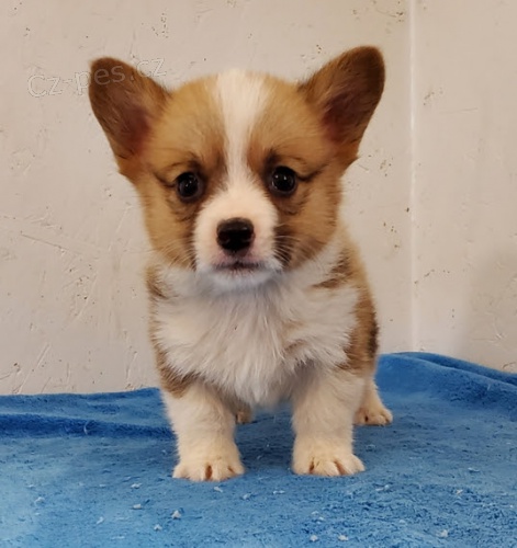 Welsh Corgi Pembroke tata