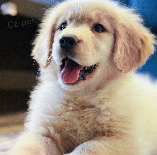 Okouzluj�c� a rozko�n� �t��ata zlat�ho retr�vra