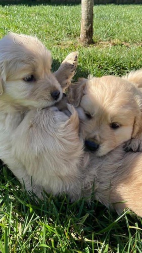 Okouzluj�c� a rozko�n� �t��ata zlat�ho retr�vra