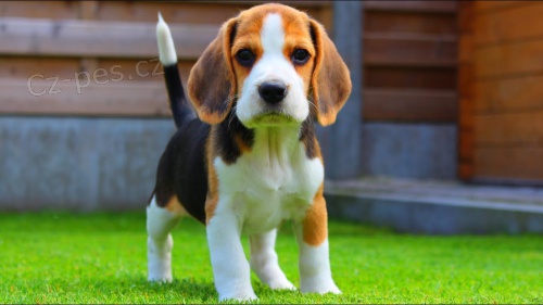 tata Beagle pipravena