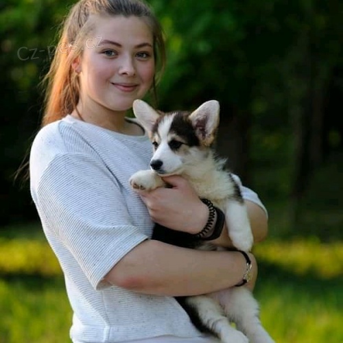 tata Welsh Corgi pipravena