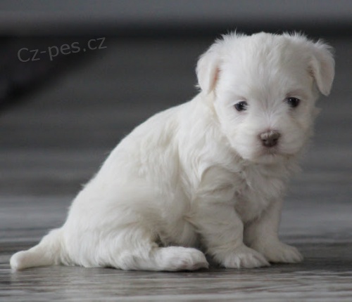 bl havanese rozkon samci a samice tata na prodej.