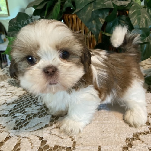 naokovan, oderven tata SHIH TZU na prodej