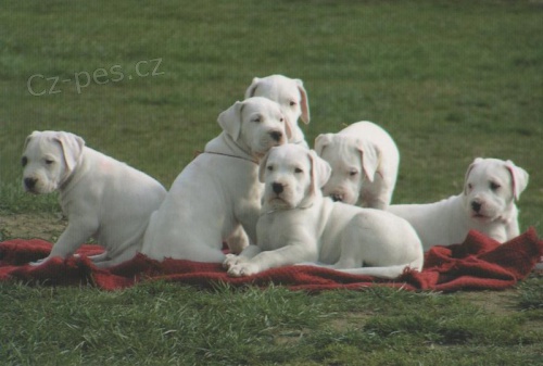 Krsn a andlsk tata Dogo argentino