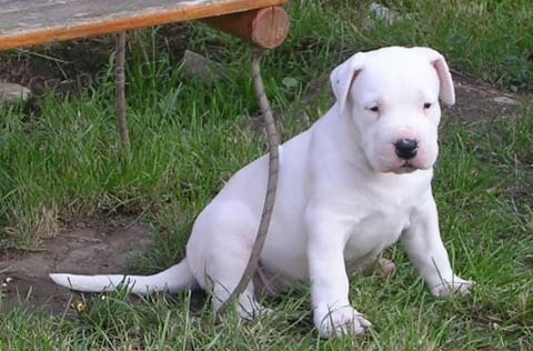 DOGO ARGENTINO TATA