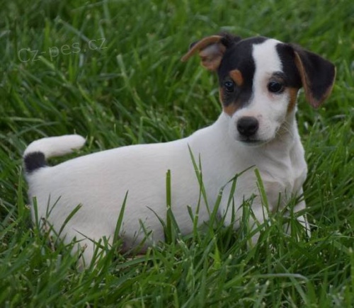 Jack Russell.