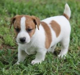 vynikajc tata Jack Russell