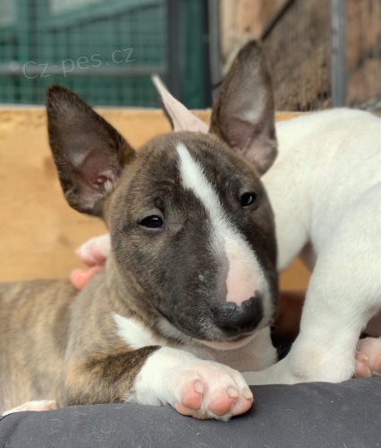 2 Miniaturn tata BullTerrier pro nov domovy