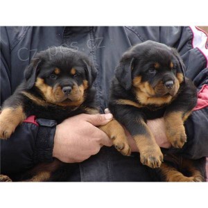 12 tdn Star registrovan Rottweiler tata