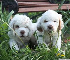 ptelsk tata clumber spaniel k adopci