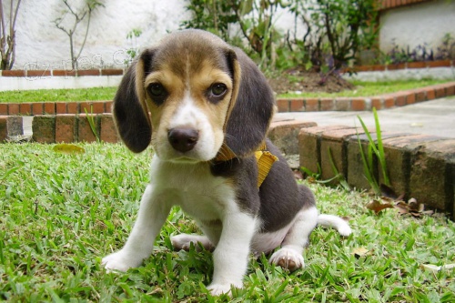 asn tata Beagle.