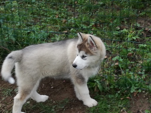 Aljask dti Malamute jsou k dispozici co nejdve